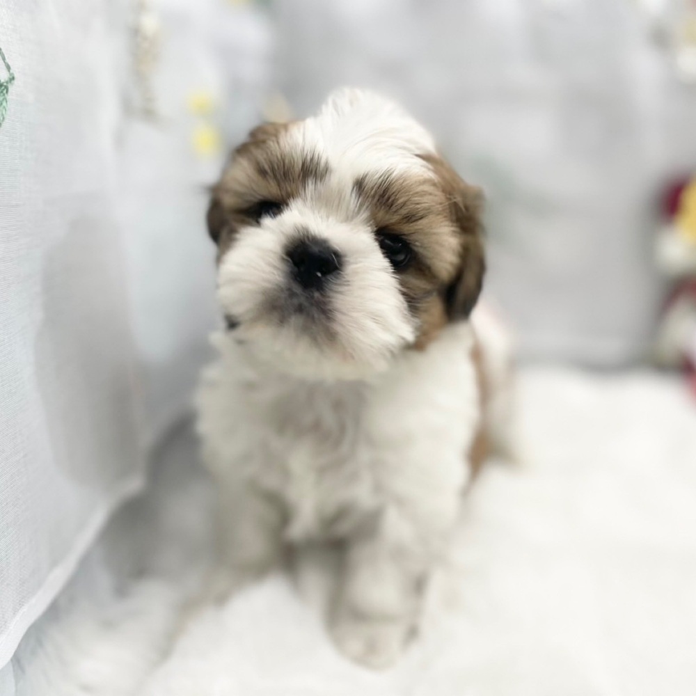 静岡県のシーズー (犬の家＆猫の里MEGAドン・キホーテ袋井店/2025年11月24日生まれ/男の子/ホワイトゴールド)の子犬の3枚目の画像