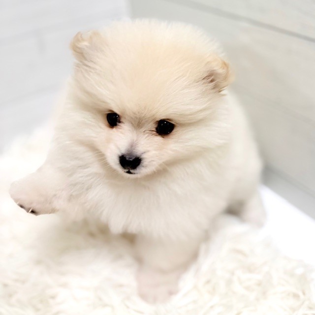 愛知県のポメラニアン (犬の家＆猫の里豊田店/2025年11月24日生まれ/女の子/クリーム)の子犬の3枚目の画像