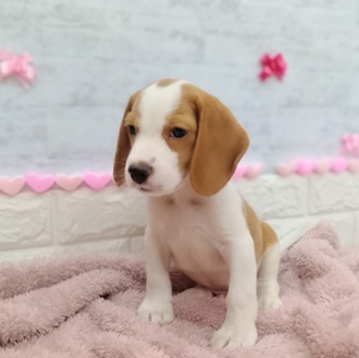 静岡県のビーグル (犬の家＆猫の里プレ葉ウォーク浜北店/2025年11月24日生まれ/男の子/レモンホワイト)の子犬の3枚目の画像