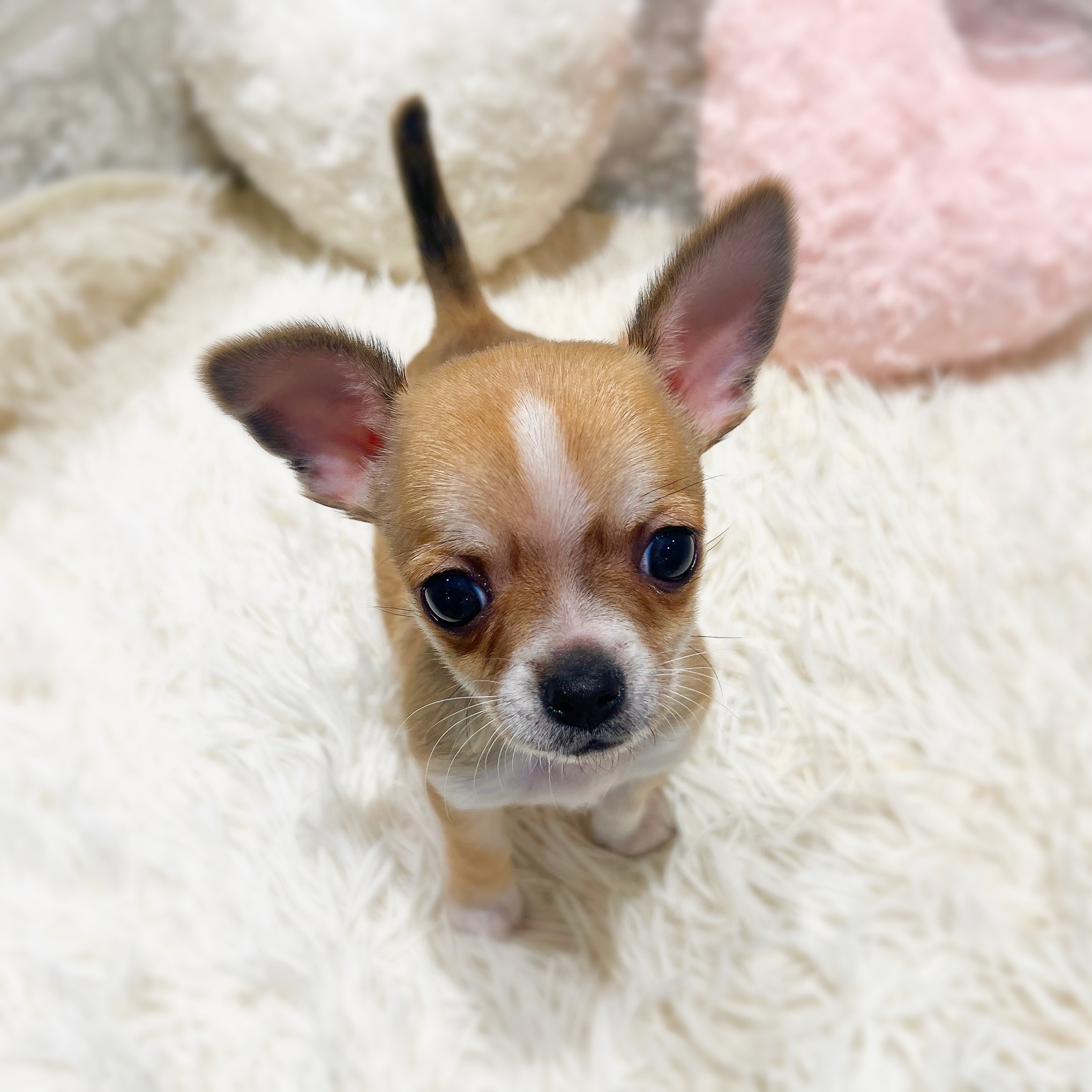 愛知県のチワワ(スムース) (犬の家＆猫の里MiO香久山店/2025年11月21日生まれ/男の子/レッド)の子犬の3枚目の画像