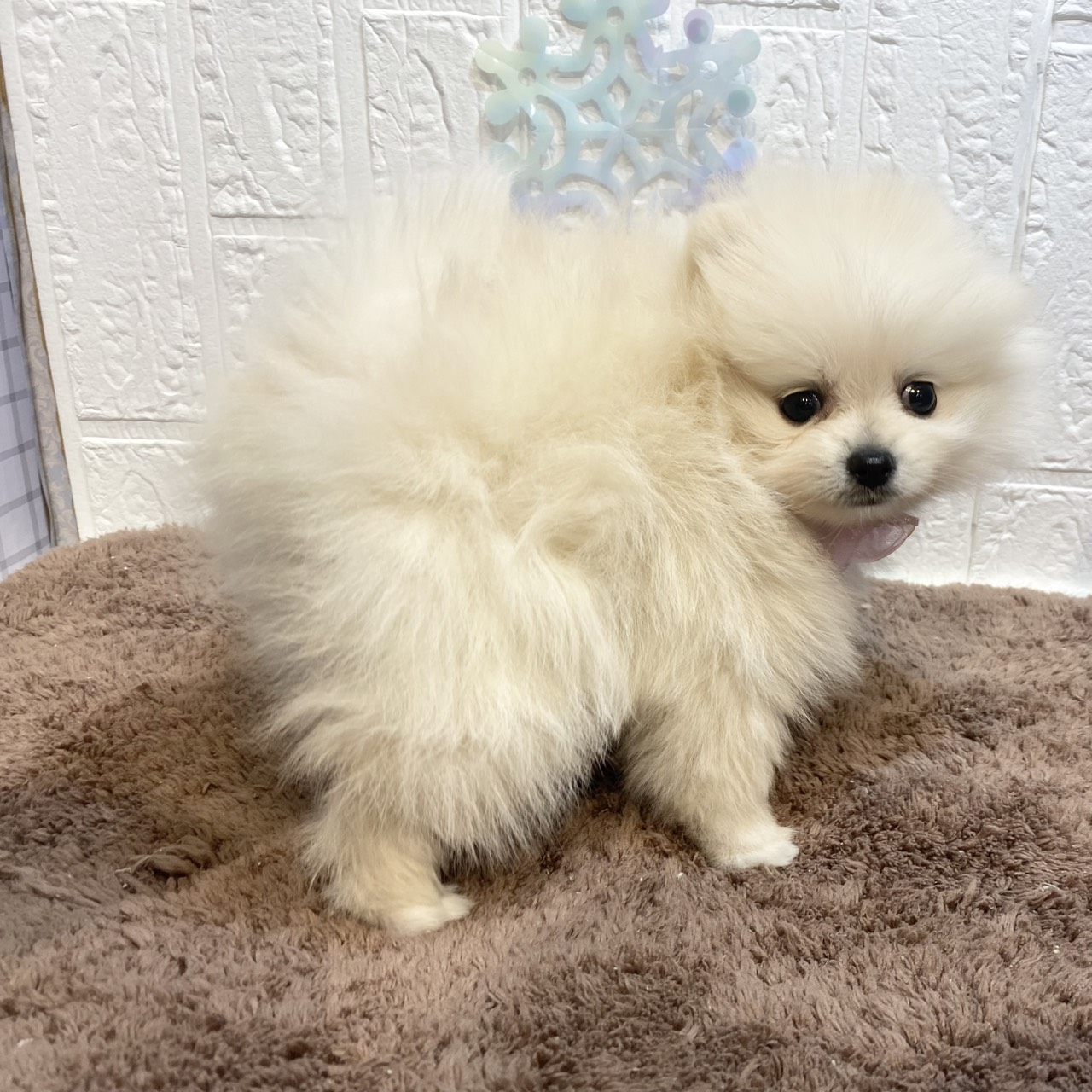 長野県のポメラニアン (犬の家＆猫の里カインズ梓川店/2025年11月23日生まれ/女の子/クリーム)の子犬の3枚目の画像
