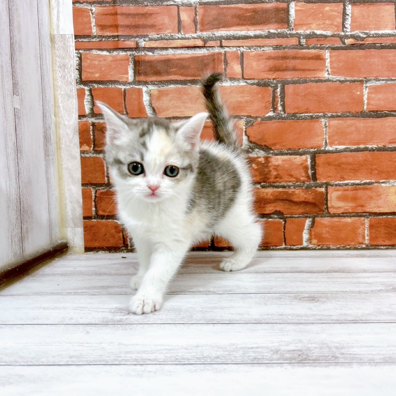 スコティッシュフォールド女の子の写真