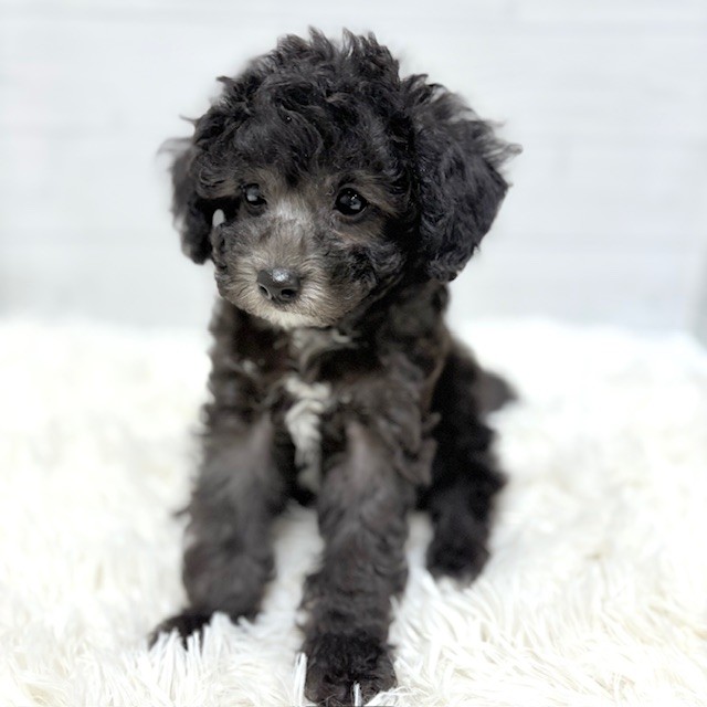 愛知県のトイプードル(トイ) (犬の家＆猫の里豊田店/2025年11月21日生まれ/男の子/シルバー)の子犬の3枚目の画像