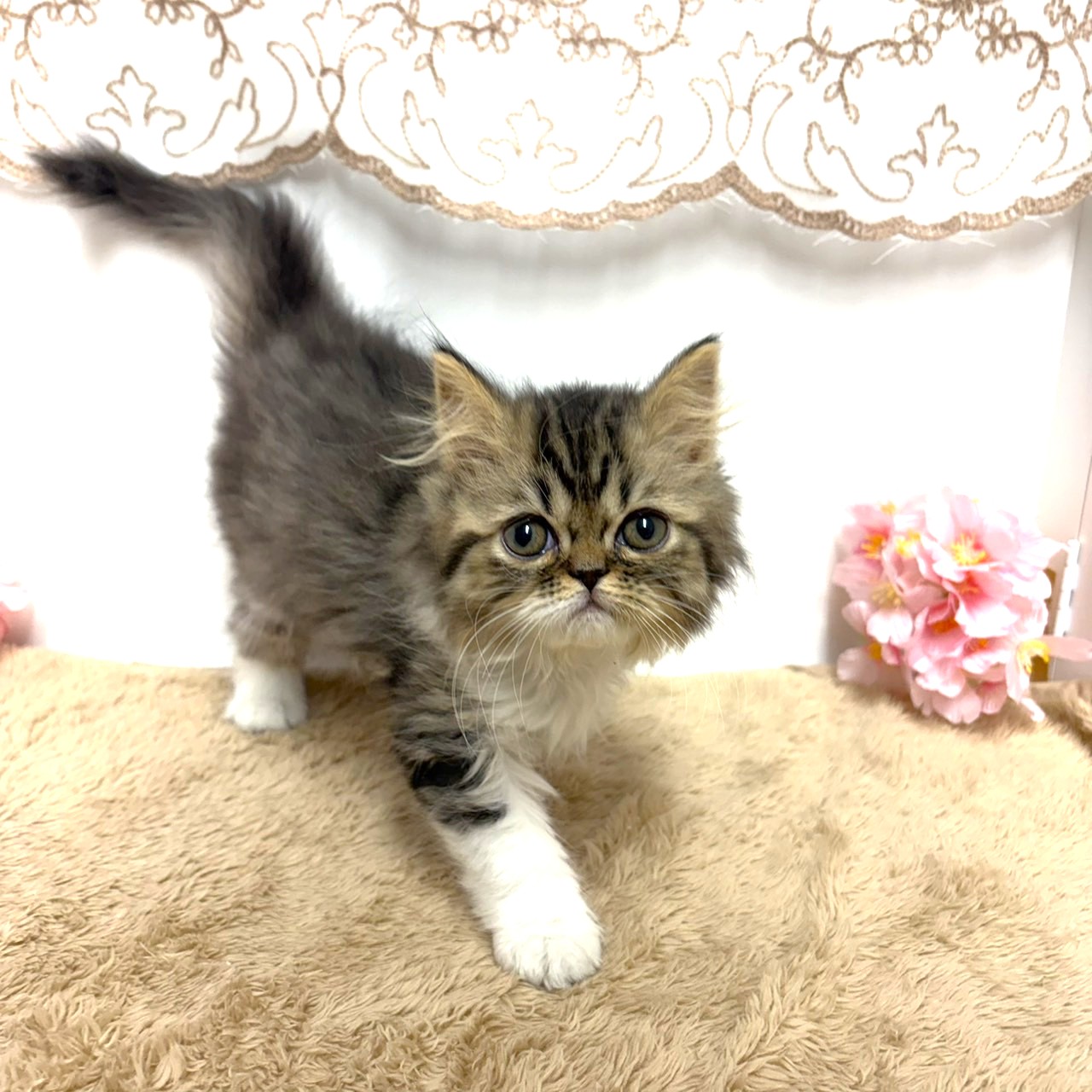 神奈川県のミヌエット (犬の家＆猫の里相模原店/2025年11月19日生まれ/女の子/ブラウンタビーホワイト)の子猫の3枚目の画像