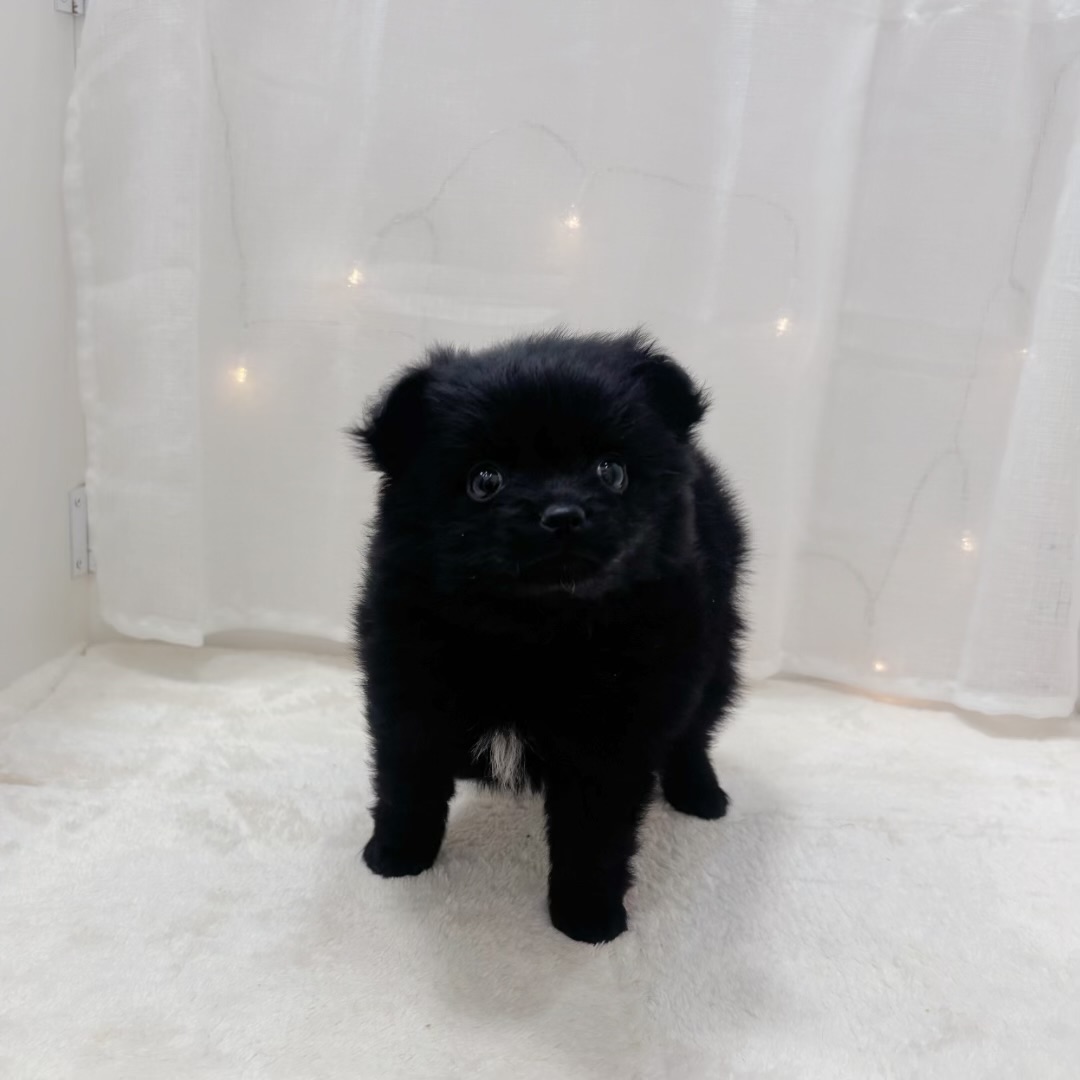 千葉県のポメチワ/チワポメ/ポメチー(ポメラニアン×チワワ) (犬の家＆猫の里BIGHOPガーデンモール印西店/2025年11月24日生まれ/男の子/ブラックホワイト)の子犬の3枚目の画像
