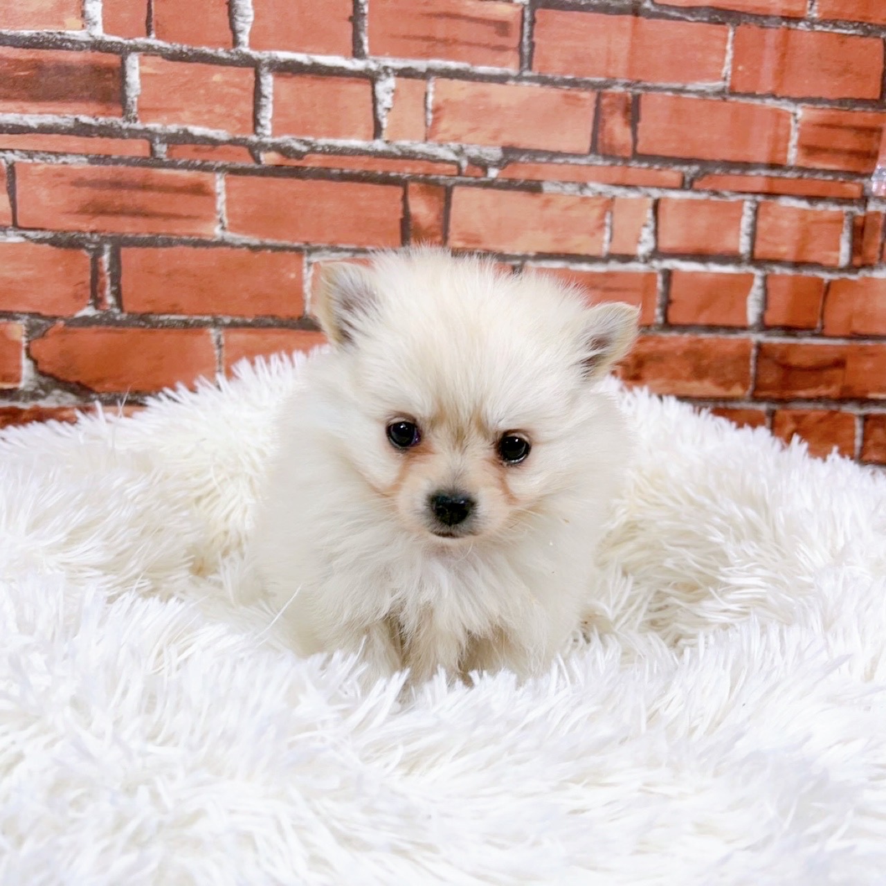 ハーフ犬女の子の写真