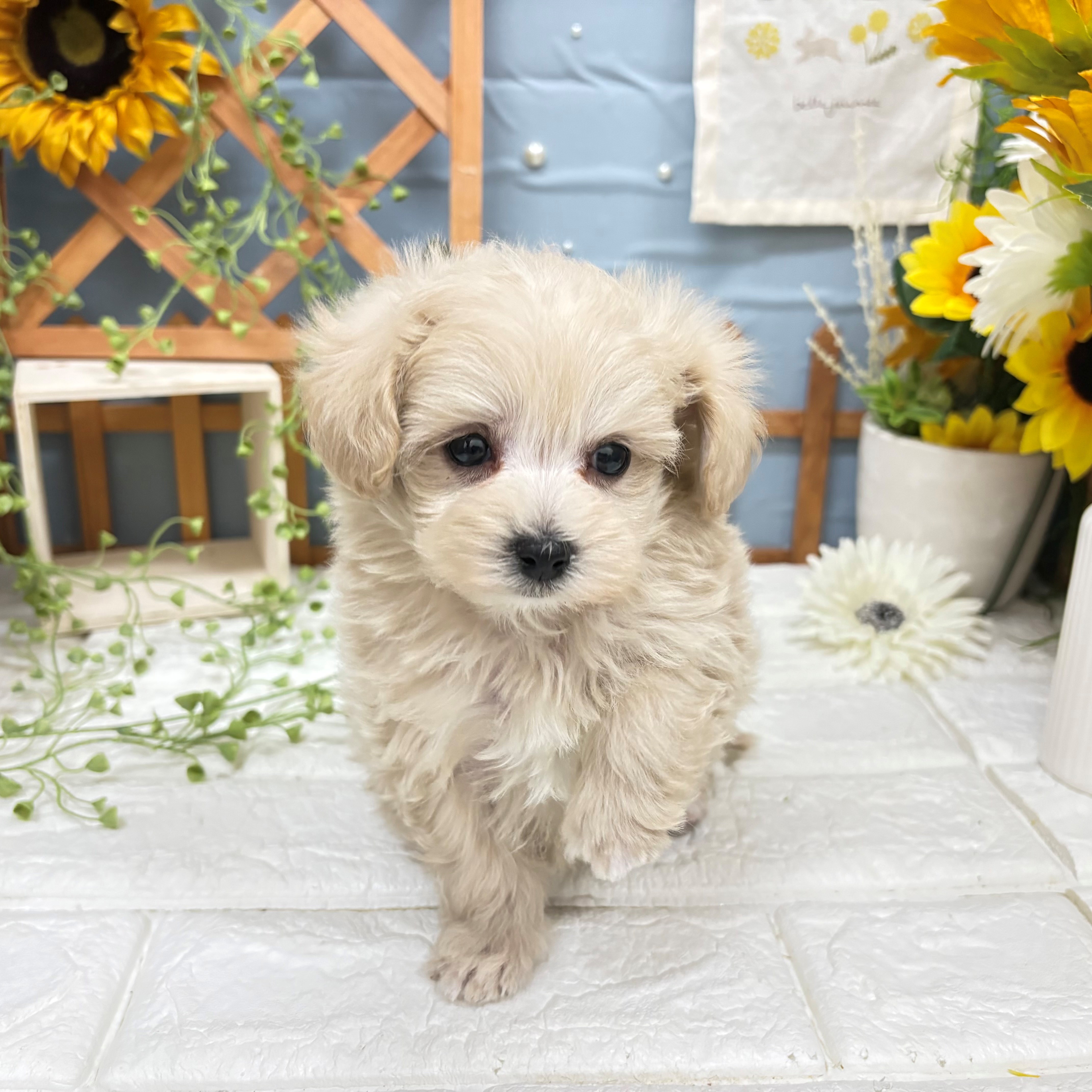 千葉県のマルプー(マルチーズ×プードル) (犬の家＆猫の里ワンズモール稲毛店/2025年11月25日生まれ/男の子/クリーム)の子犬の3枚目の画像