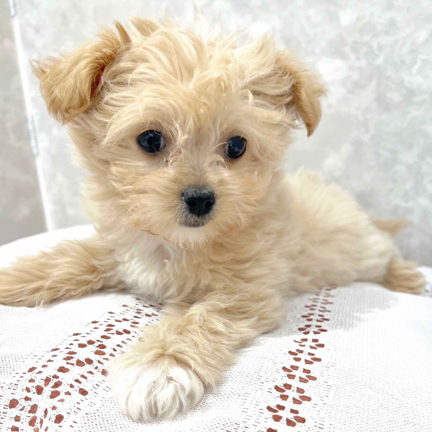 福岡県のチワプー/プーチー(チワワ×プードル) (犬の家＆猫の里くりえいと宗像店/2025年11月25日生まれ/女の子/クリーム)の子犬の3枚目の画像