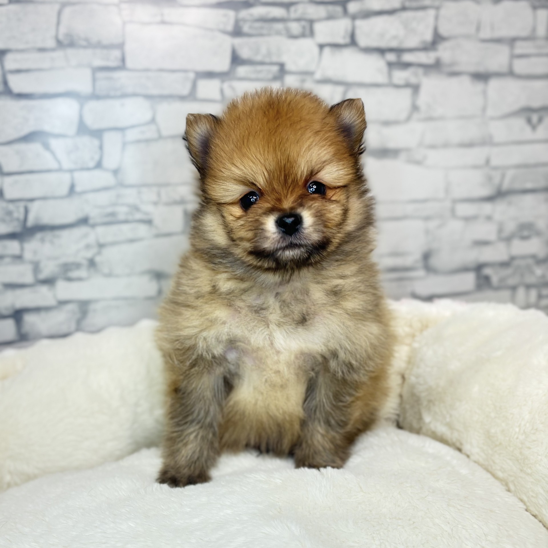 長野県のポメラニアン (犬の家＆猫の里長野店/2025年11月24日生まれ/男の子/オレンジ)の子犬の3枚目の画像