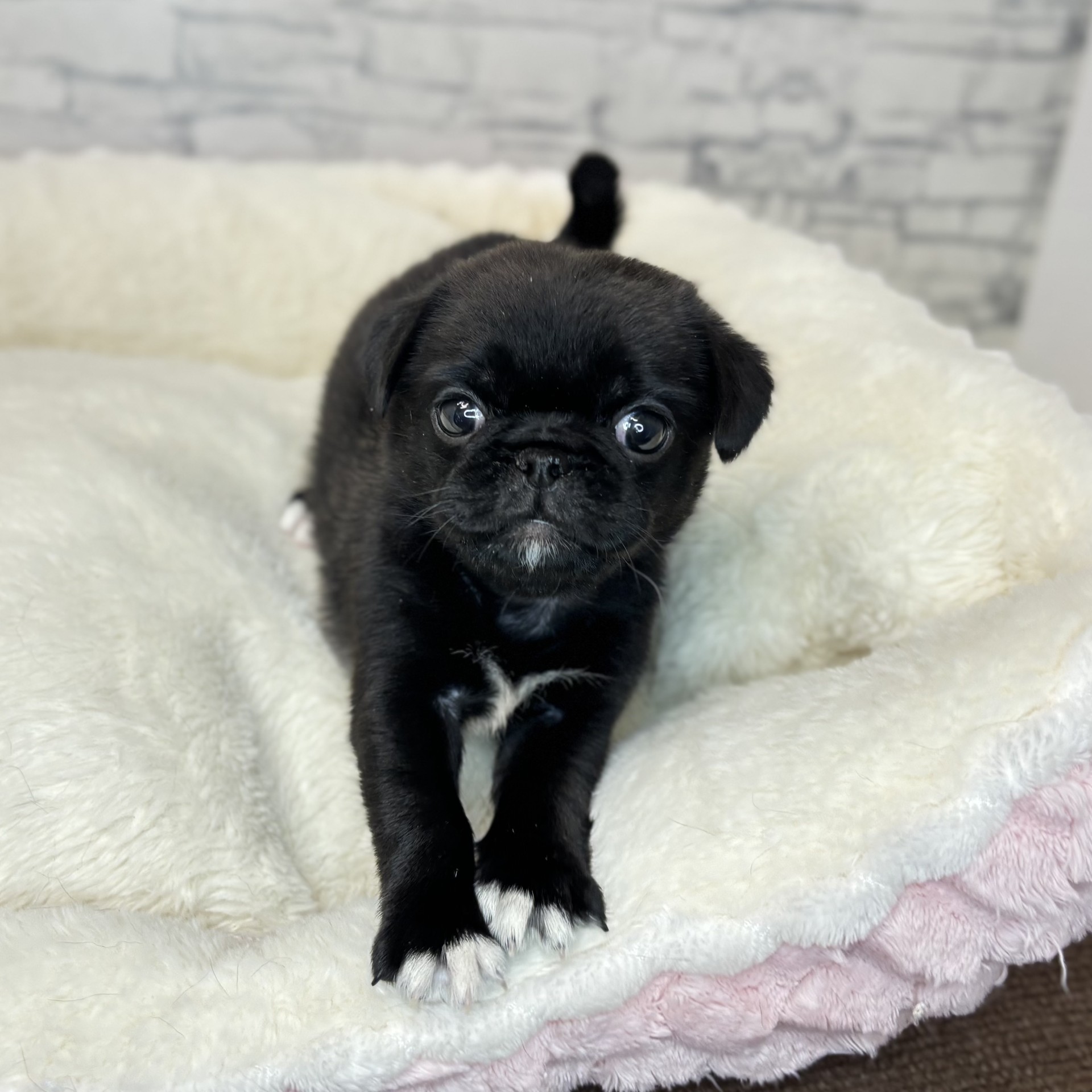 長野県のペキパグ/パグペキ(ペキニーズ×パグ) (犬の家＆猫の里長野店/2025年11月23日生まれ/男の子/ブラックホワイト)の子犬の3枚目の画像