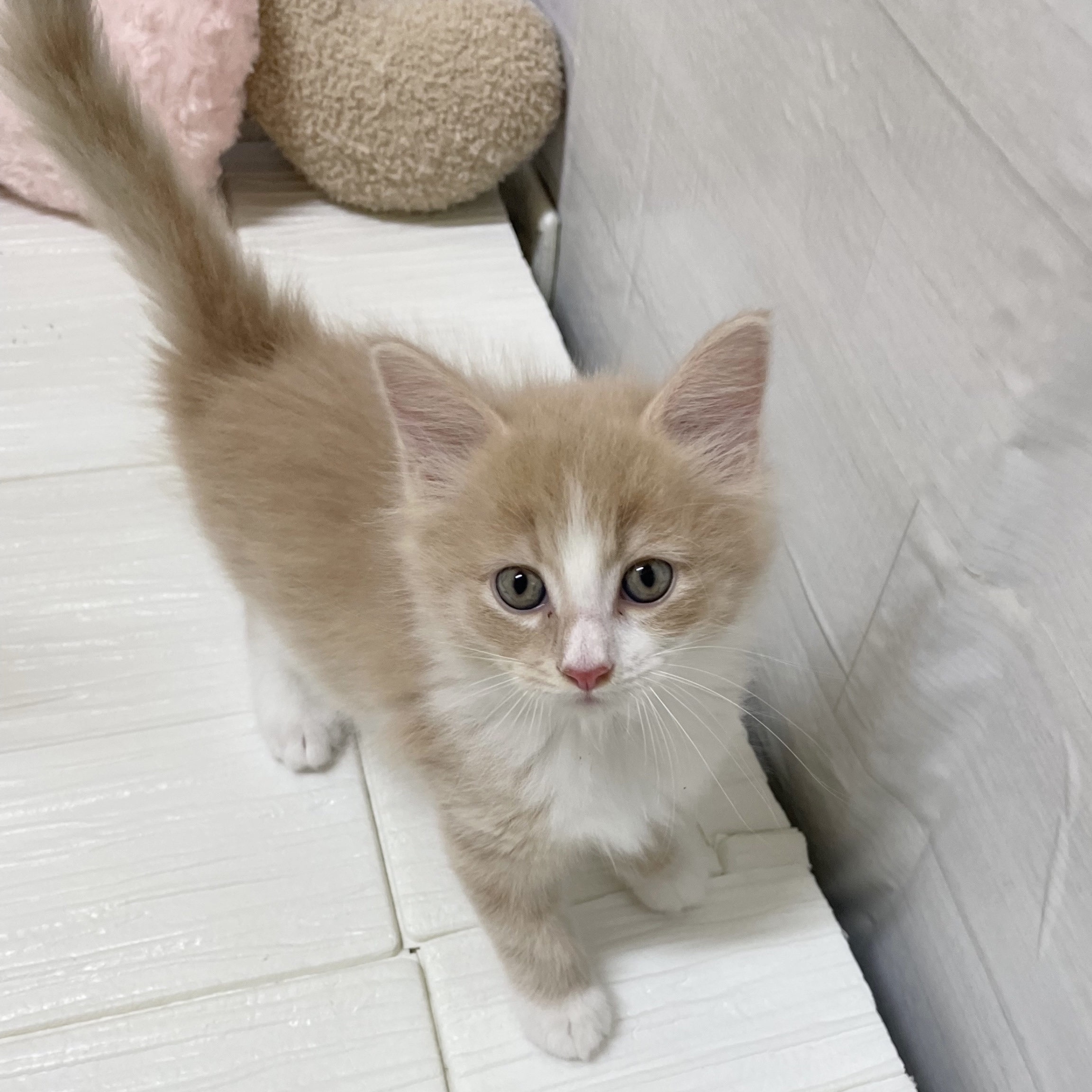 ノルウェージャンフォレストキャットの子猫一覧 | ペットショップ 犬の