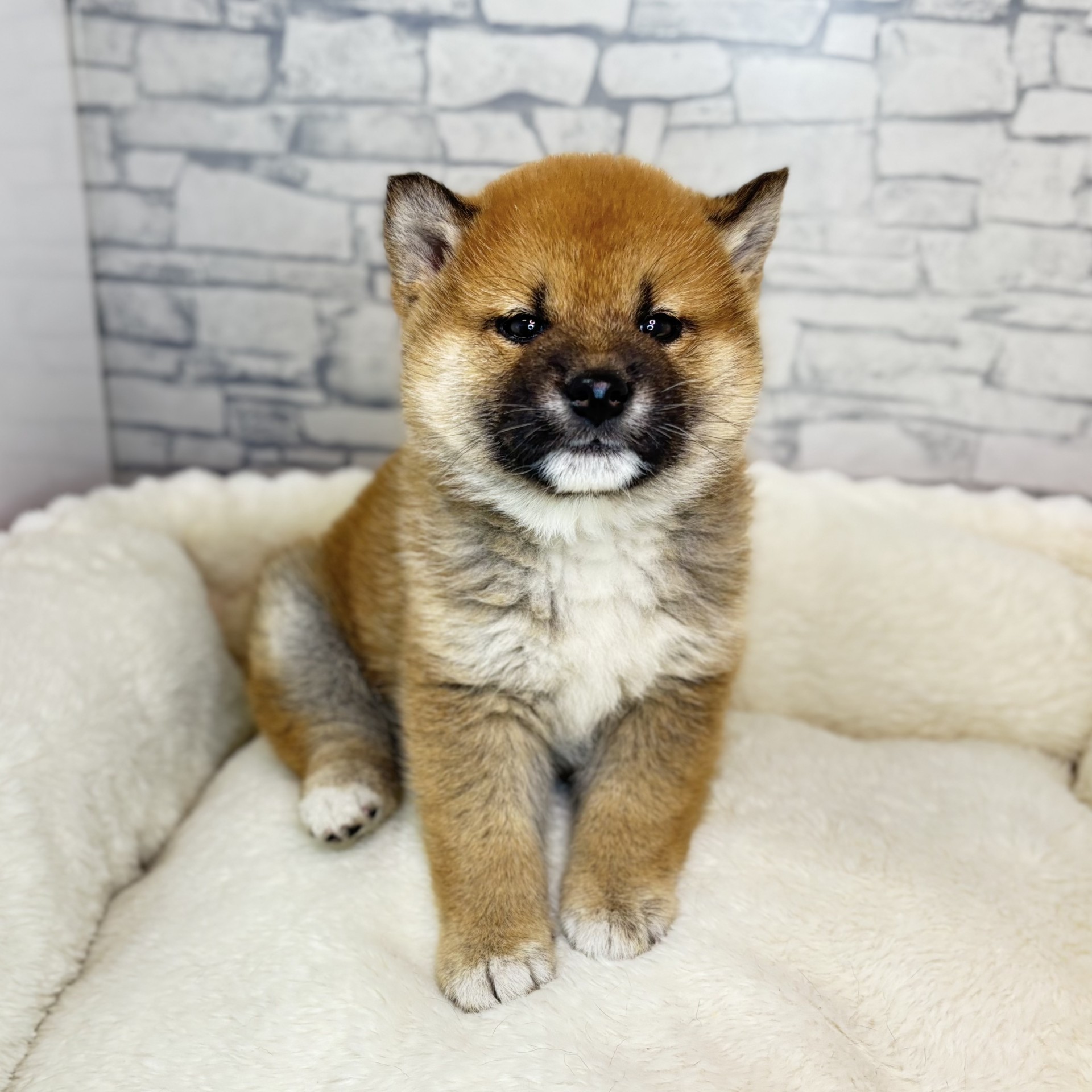 長野県の柴犬(標準サイズ) (犬の家＆猫の里長野店/2025年11月20日生まれ/男の子/赤)の子犬の3枚目の画像