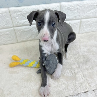 福岡県のイタリアングレーハウンド (犬の家＆猫の里シュロアモール筑紫野店/2025年11月24日生まれ/男の子/ブルーホワイト)の子犬の3枚目の画像
