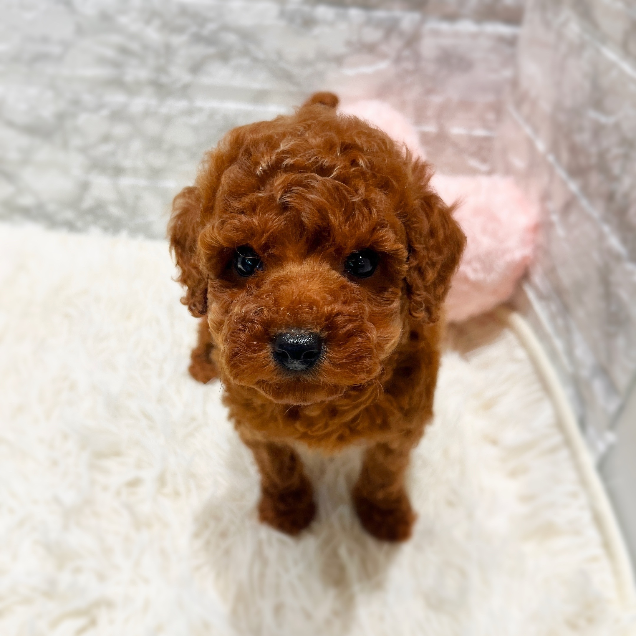 愛知県のトイプードル(トイ) (犬の家＆猫の里MiO香久山店/2025年11月25日生まれ/男の子/レッド)の子犬の3枚目の画像