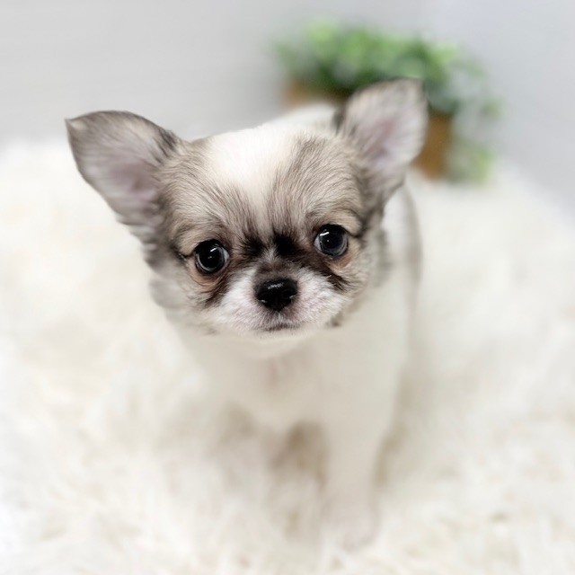 愛知県のチワワ(ロング) (犬の家＆猫の里豊田店/2025年11月25日生まれ/男の子/パーティーカラー)の子犬の1枚目の画像