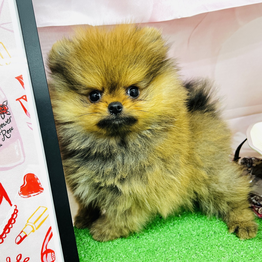愛知県のポメラニアン (犬の家＆猫の里名古屋天白店/2025年11月24日生まれ/男の子/オレンジセーブル)の子犬の3枚目の画像