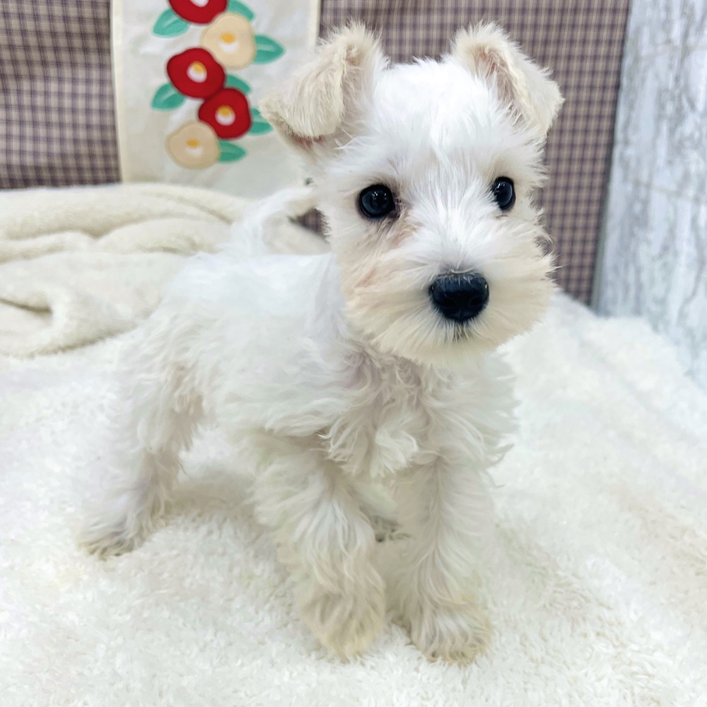 愛知県のミニチュアシュナウザー (犬の家＆猫の里エアポートウォーク店/2025年11月24日生まれ/女の子/ホワイト)の子犬の3枚目の画像