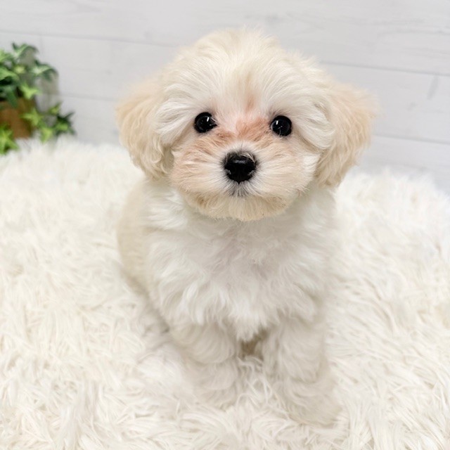 愛知県のマルプー(マルチーズ×プードル) (犬の家＆猫の里豊田店/2025年11月25日生まれ/女の子/クリーム)の子犬の3枚目の画像