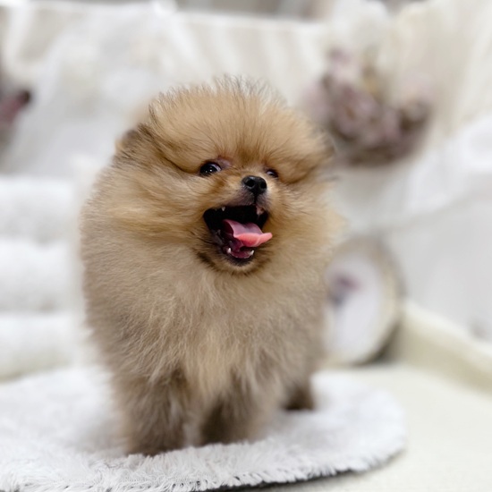 岐阜県のポメラニアン (犬の家＆猫の里カラフルタウン岐阜店/2025年11月25日生まれ/女の子/オレンジセーブル)の子犬の3枚目の画像