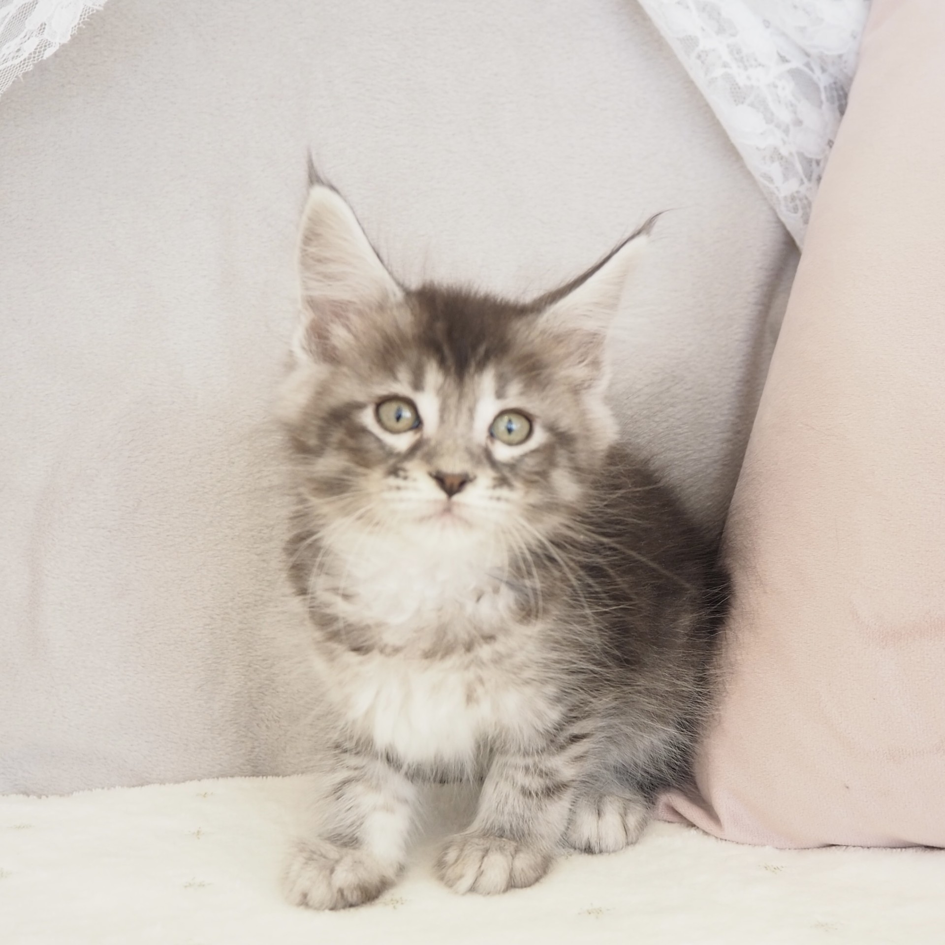 大阪府のメインクーン (犬の家＆猫の里もりのみやキューズモールBASE店/2025年11月25日生まれ/女の子/シルバーマッカレルタビーホワイト)の子猫の3枚目の画像