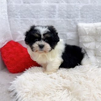 滋賀県のハーフ犬・ミックス犬 (犬の家＆猫の里長浜店/2025年11月27日生まれ/男の子/ホワイトブラック)の子犬の3枚目の画像