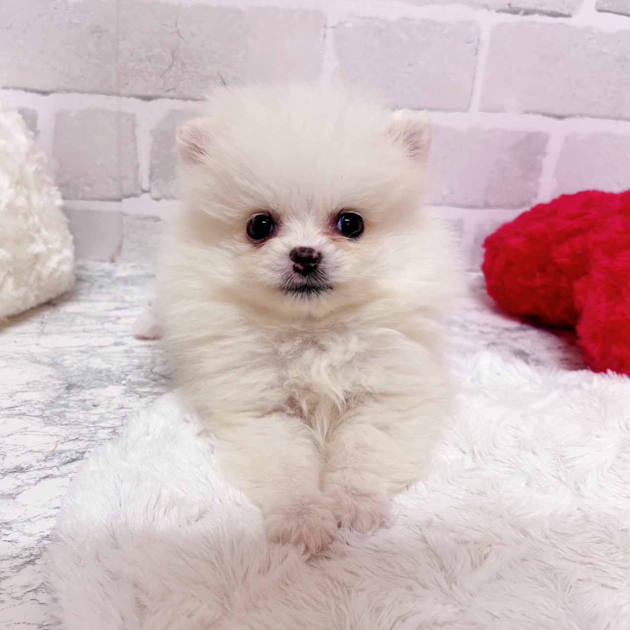 京都府のポメラニアン (犬の家＆猫の里京都精華店/2025年11月26日生まれ/女の子/クリーム)の子犬の3枚目の画像