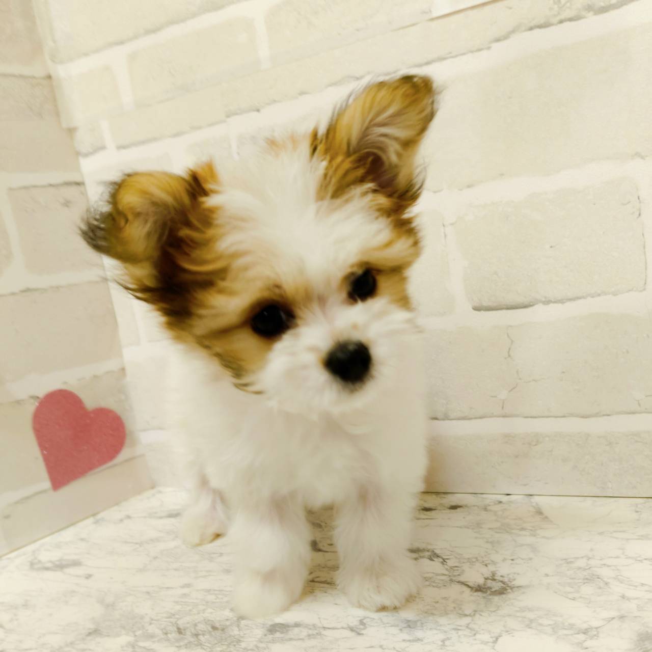 京都府のハーフ犬・ミックス犬 (犬の家＆猫の里京都精華店/2025年11月21日生まれ/女の子/レッドホワイト)の子犬の3枚目の画像