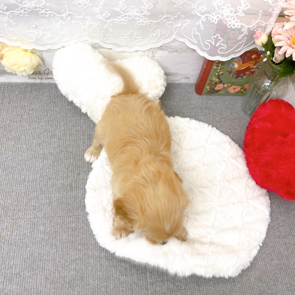 京都府のハーフ犬・ミックス犬 (犬の家＆猫の里京都樟葉店/2025年11月24日生まれ/男の子/クリーム)の子犬の3枚目の画像