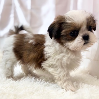 兵庫県のシーズー (犬の家＆猫の里カナート西神戸店/2025年11月25日生まれ/女の子/ゴールドホワイト)の子犬の3枚目の画像