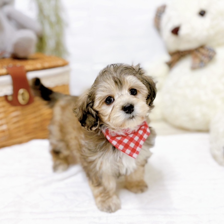 滋賀県のマルックス(マルチーズ×ダックス) (犬の家＆猫の里近江八幡店/2025年11月24日生まれ/女の子/フォーン)の子犬の3枚目の画像