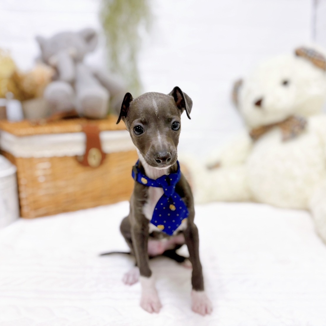 滋賀県のイタリアングレーハウンド (犬の家＆猫の里近江八幡店/2025年11月26日生まれ/男の子/ブルーホワイト)の子犬の3枚目の画像