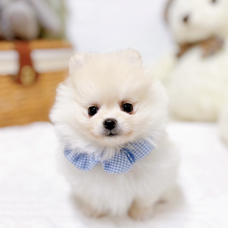 滋賀県のポメラニアン (犬の家＆猫の里近江八幡店/2025年11月25日生まれ/男の子/クリーム)の子犬の3枚目の画像