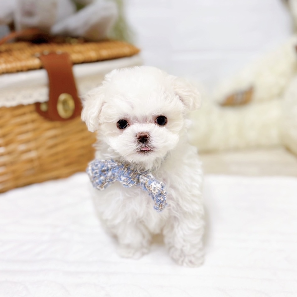 滋賀県のマルチーズ (犬の家＆猫の里近江八幡店/2025年11月27日生まれ/男の子/ホワイト)の子犬の3枚目の画像