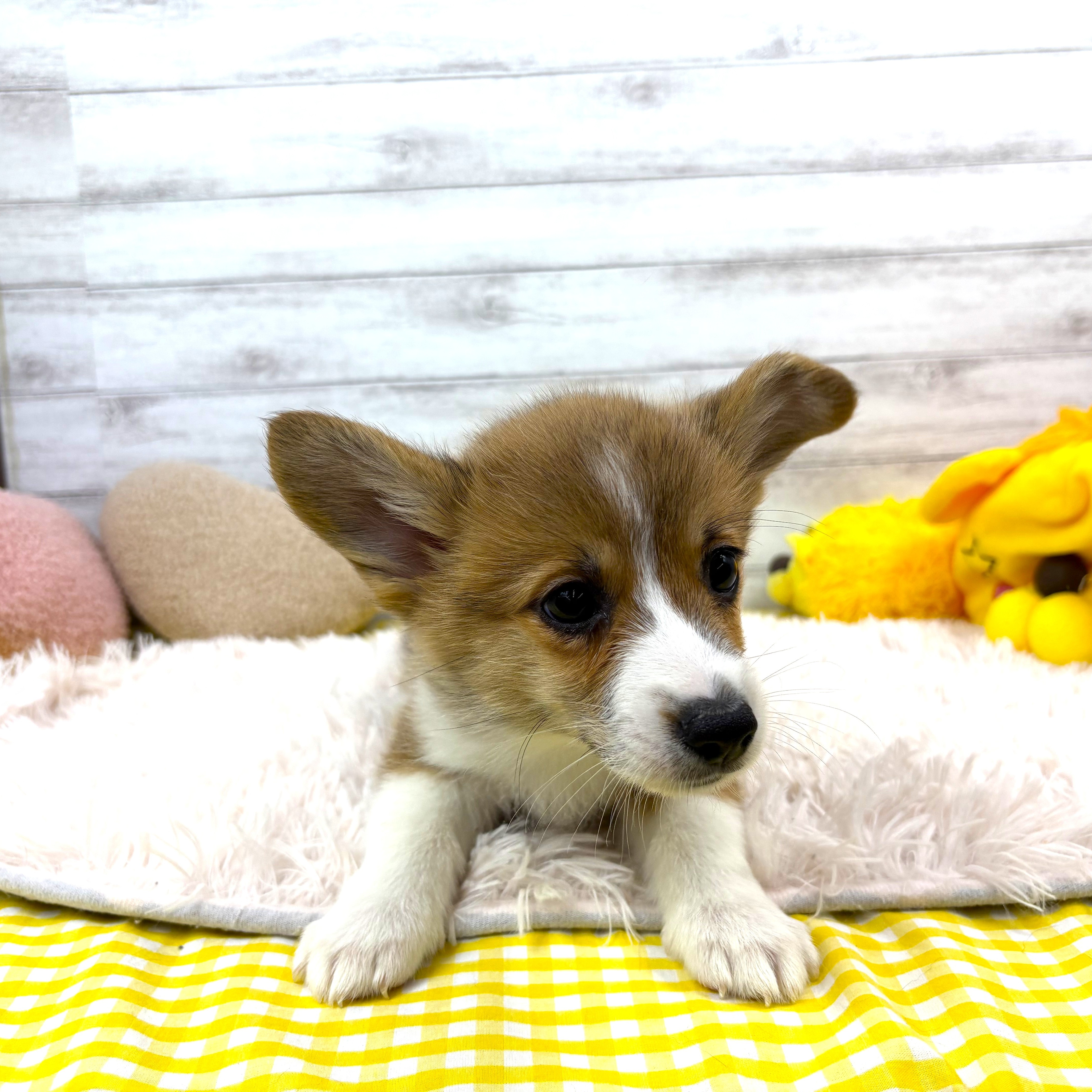 兵庫県のウェルシュコーギーペンブローク (犬の家＆猫の里川西店/2025年11月29日生まれ/女の子/レッドホワイト)の子犬の3枚目の画像