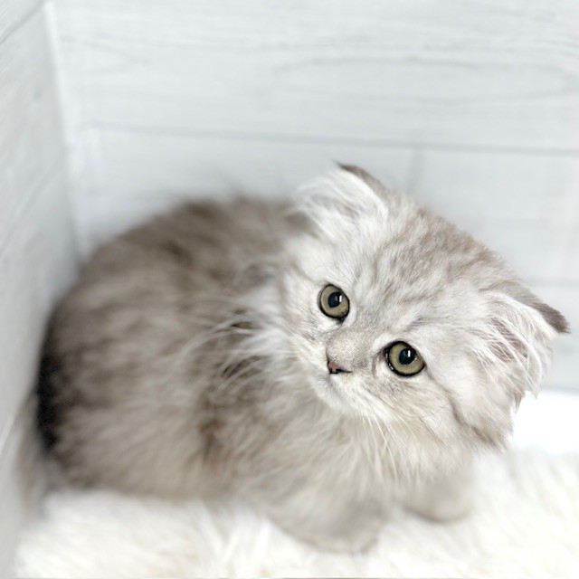愛知県のスコティッシュフォールド (犬の家＆猫の里豊田店/2025年11月28日生まれ/男の子/シルバータビー)の子猫の3枚目の画像