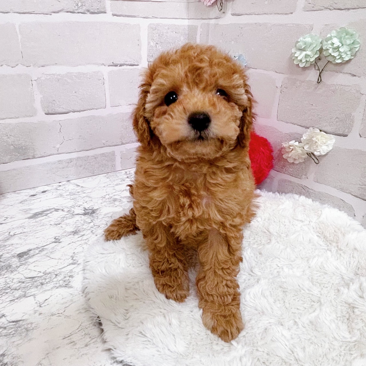 京都府のトイプードル(トイ) (犬の家＆猫の里京都精華店/2025年11月27日生まれ/男の子/オレンジフォーン)の子犬の3枚目の画像