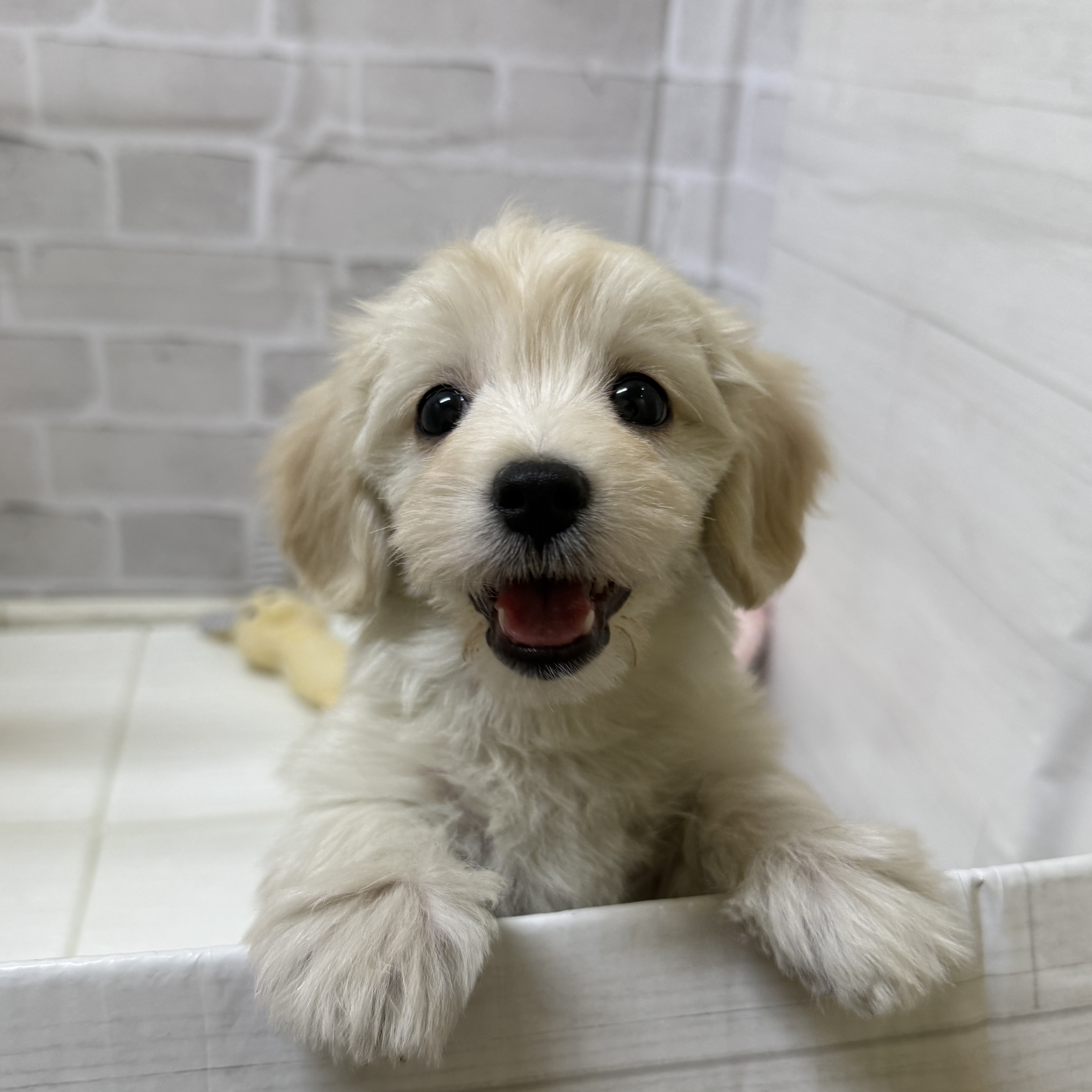 愛知県のマルックス(マルチーズ×ダックス) (犬の家＆猫の里岡崎店/2025年11月25日生まれ/女の子/クリーム)の子犬の3枚目の画像