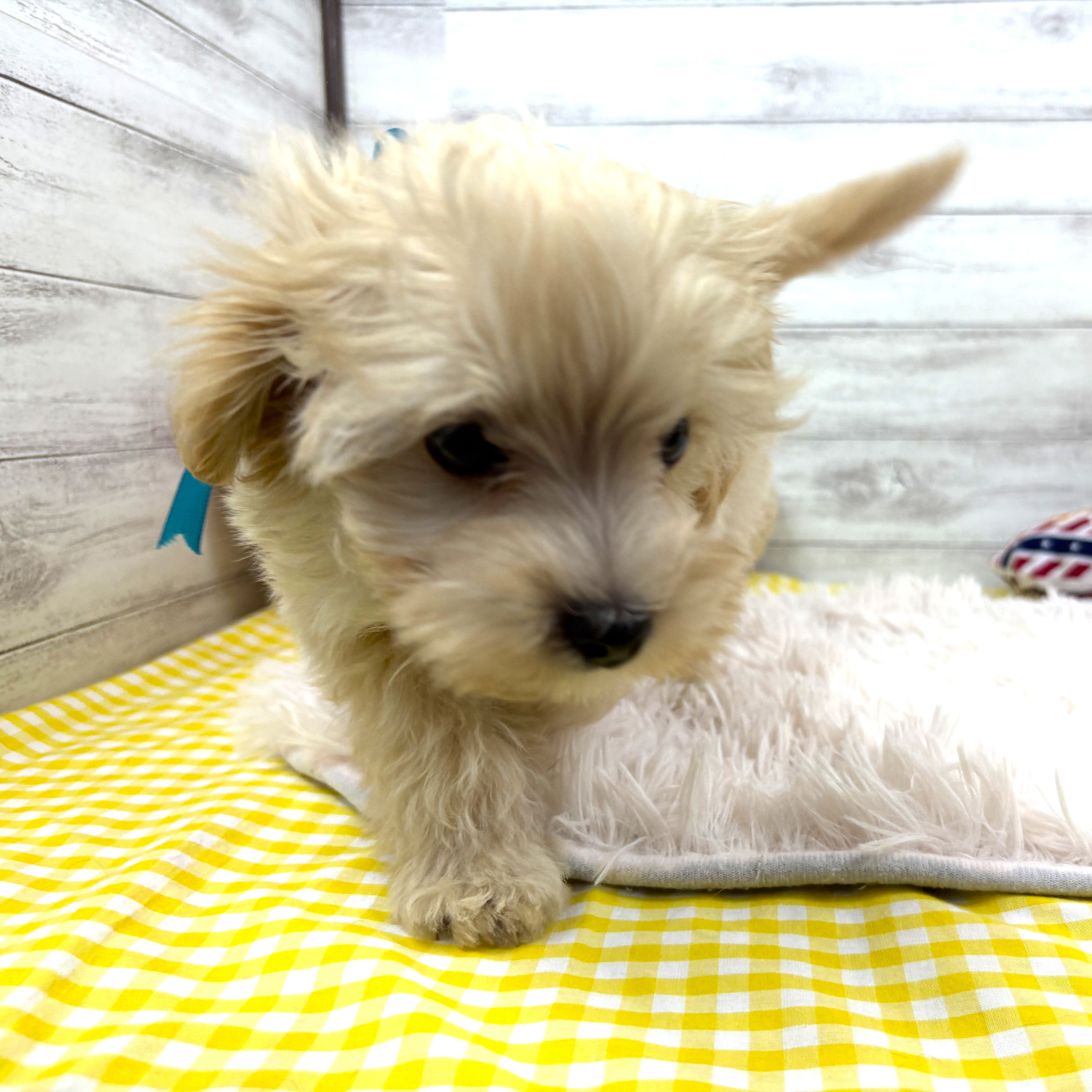 兵庫県のマルプー(マルチーズ×プードル) (犬の家＆猫の里川西店/2025年11月25日生まれ/男の子/クリームホワイト)の子犬の3枚目の画像