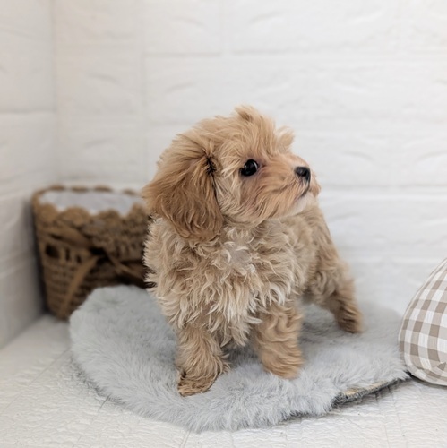 愛知県のマルプー(マルチーズ×プードル) (犬の家＆猫の里豊川インター店/2025年11月25日生まれ/男の子/アプリコットホワイト)の子犬の3枚目の画像