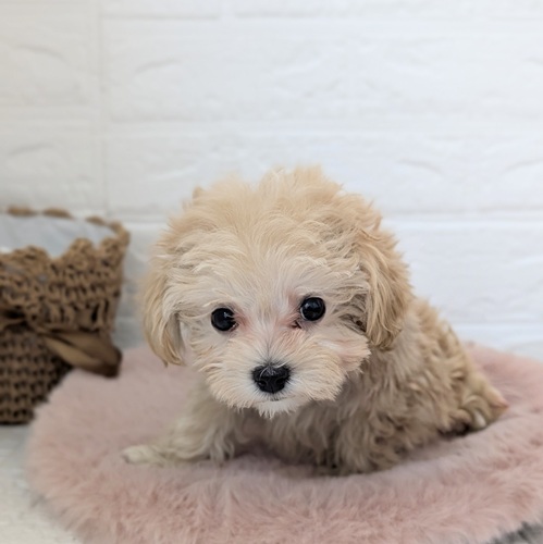 愛知県のマルプー(マルチーズ×プードル) (犬の家＆猫の里豊川インター店/2025年11月25日生まれ/女の子/アプリコット)の子犬の3枚目の画像