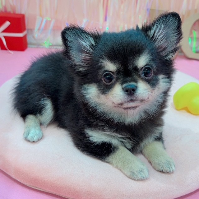 岡山県のチワワ(ロング) (犬の家＆猫の里岡山店/2025年11月26日生まれ/女の子/ブラッククリーム)の子犬の3枚目の画像