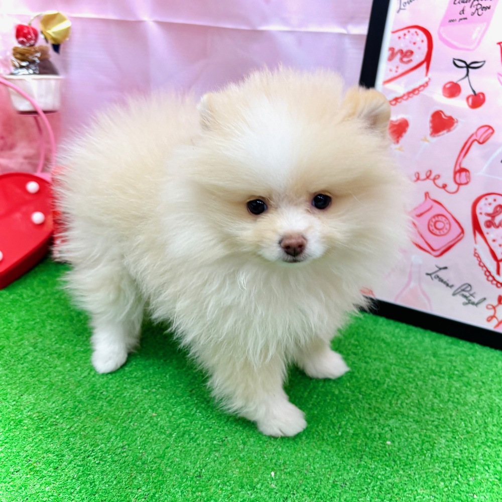 愛知県のポメラニアン (犬の家＆猫の里名古屋天白店/2025年11月29日生まれ/女の子/クリームホワイト)の子犬の3枚目の画像