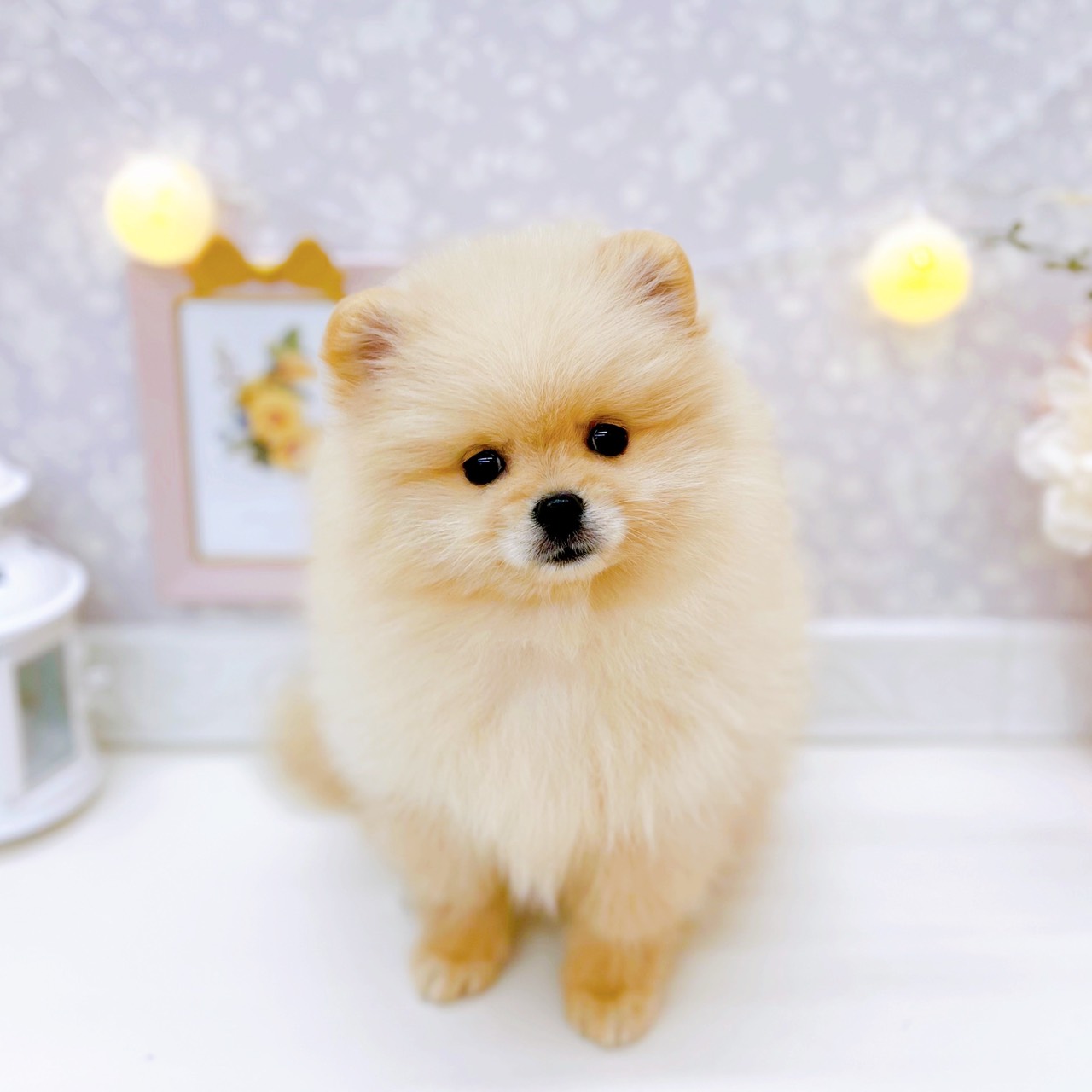 富山県のポメラニアン (犬の家＆猫の里富山店/2025年11月29日生まれ/女の子/クリーム)の子犬の3枚目の画像