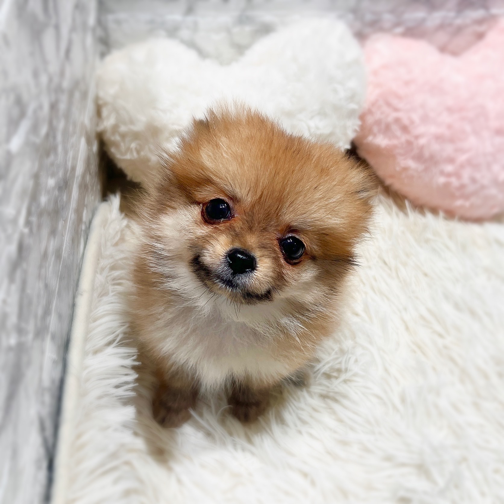 愛知県のポメチワ/チワポメ/ポメチー(ポメラニアン×チワワ) (犬の家＆猫の里MiO香久山店/2025年11月29日生まれ/女の子/オレンジ)の子犬の3枚目の画像