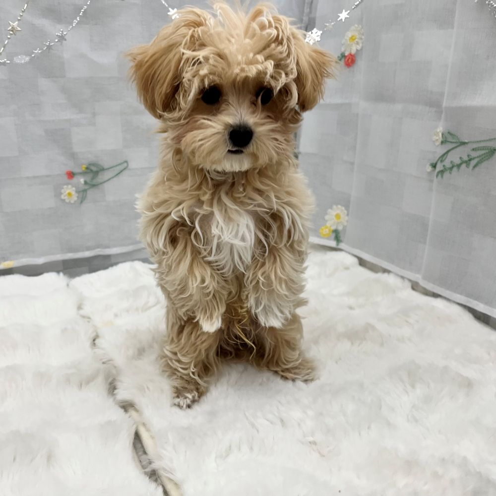 静岡県のマルプー(マルチーズ×プードル) (犬の家＆猫の里MEGAドン・キホーテ袋井店/2025年11月30日生まれ/男の子/クリームホワイト)の子犬の3枚目の画像