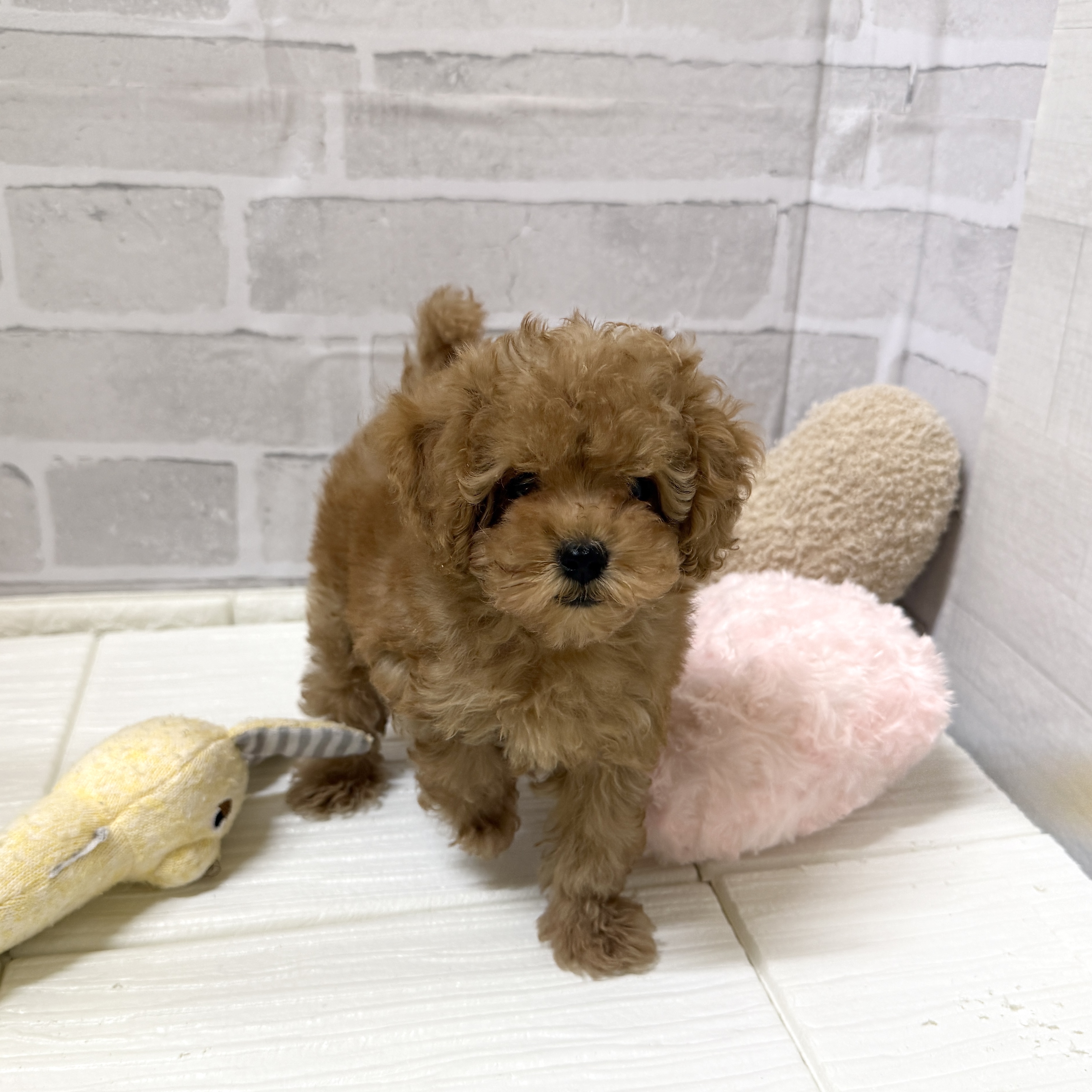 愛知県のトイプードル(トイ) (犬の家＆猫の里岡崎店/2025年11月22日生まれ/男の子/オレンジフォーン)の子犬の3枚目の画像