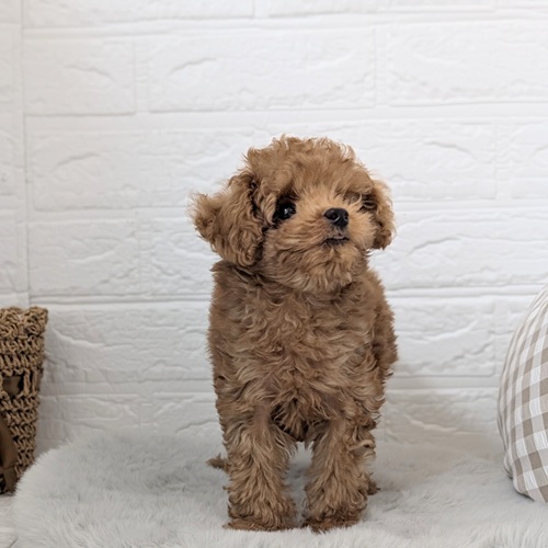 愛知県のトイプードル(トイ) (犬の家＆猫の里豊川インター店/2025年11月22日生まれ/男の子/オレンジフォーン)の子犬の3枚目の画像