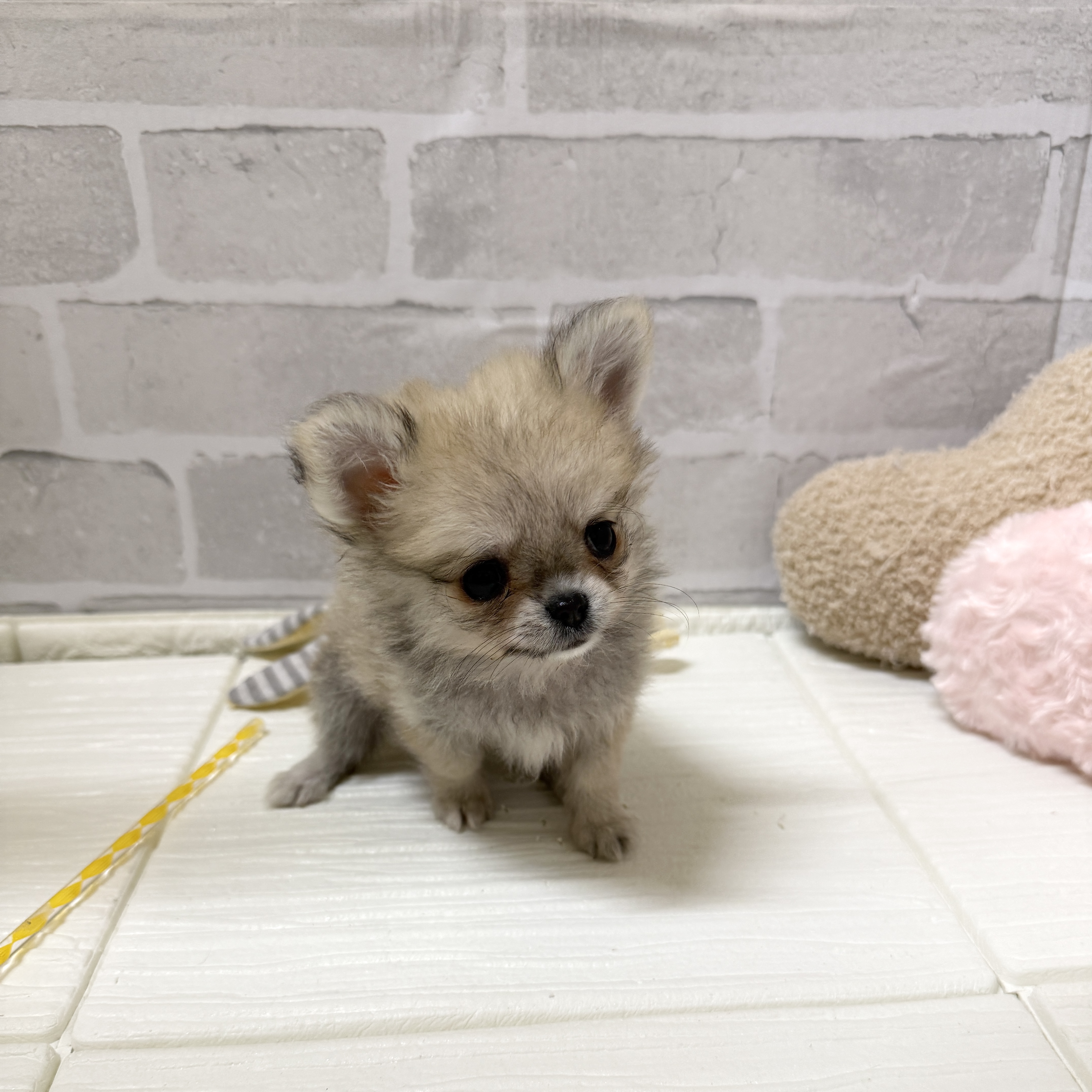 愛知県のポメチワ/チワポメ/ポメチー(ポメラニアン×チワワ) (犬の家＆猫の里岡崎店/2025年11月28日生まれ/女の子/フォーン)の子犬の3枚目の画像