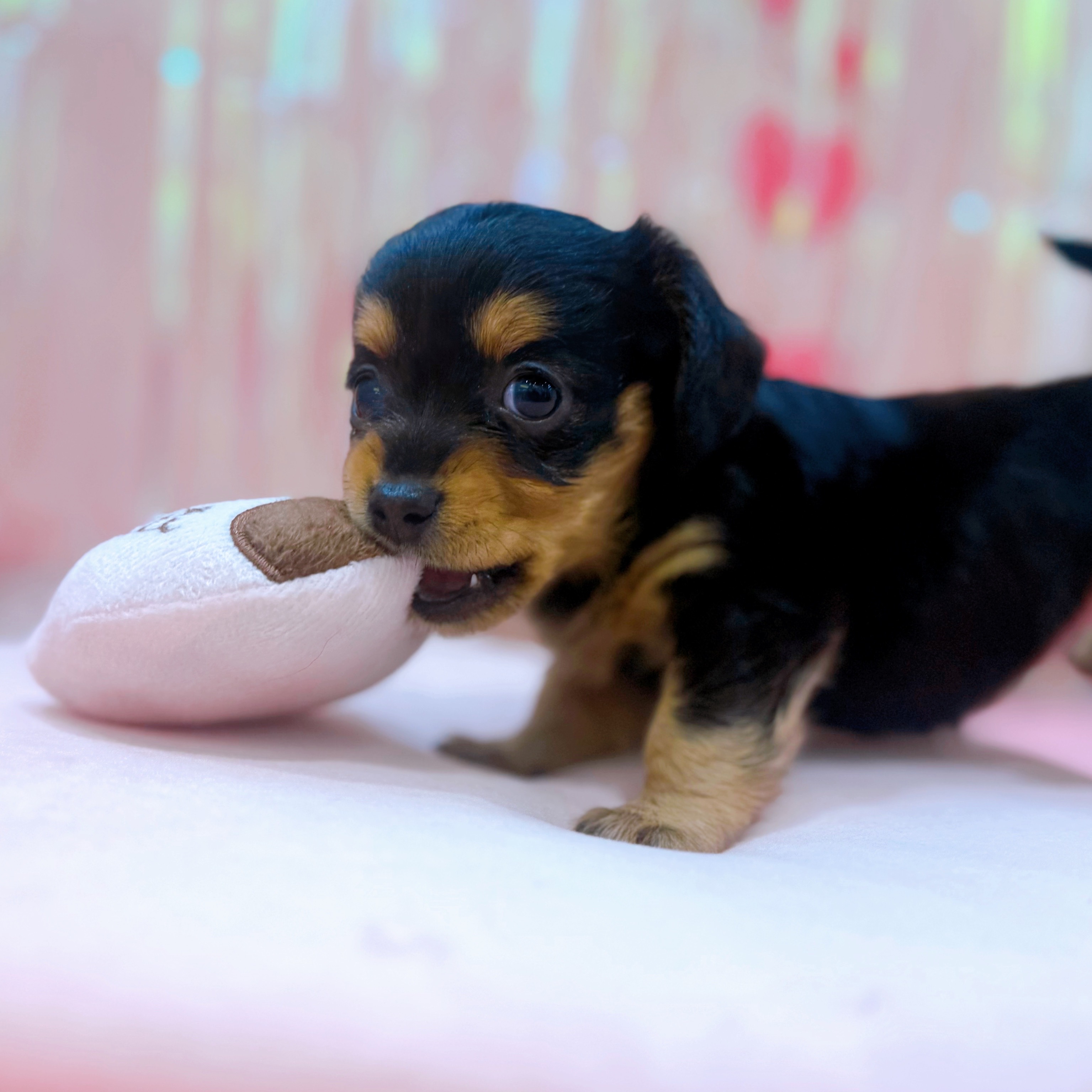 岡山県のチワックス(チワワ×ダックス) (犬の家＆猫の里倉敷店/2025年11月30日生まれ/女の子/ブラックタン)の子犬の3枚目の画像