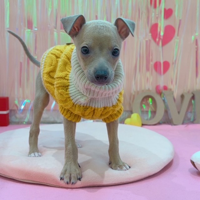 岡山県のイタリアングレーハウンド (犬の家＆猫の里倉敷店/2025年11月29日生まれ/女の子/フォーンホワイトマーキングス)の子犬の3枚目の画像